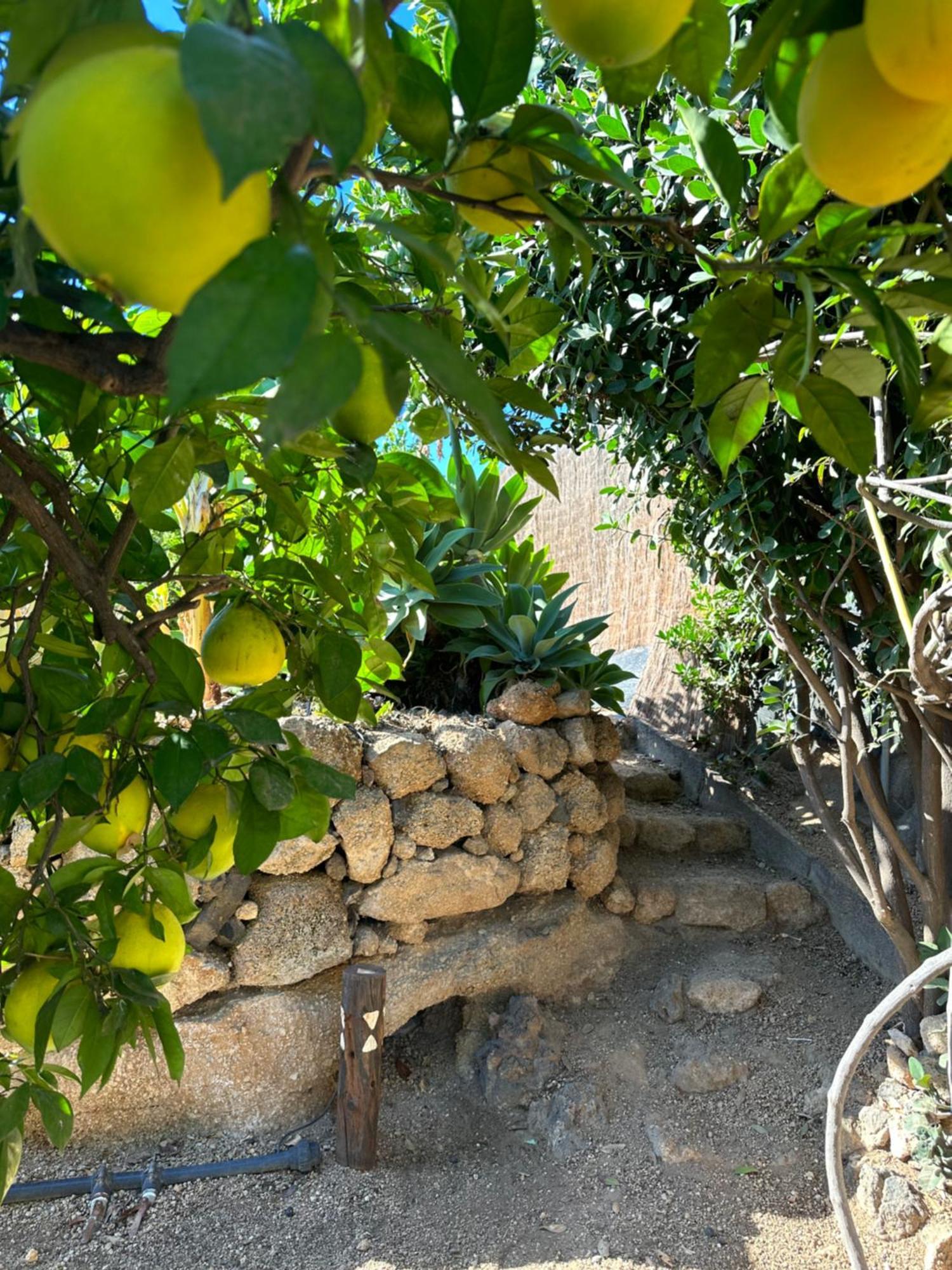 Afrikan Krisant Tenerife, Casa Rural Ecologica Villa Arafo Exterior foto